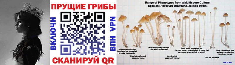 купить закладку  Белинский  Галлюциногенные грибы MAGIC MUSHROOMS 